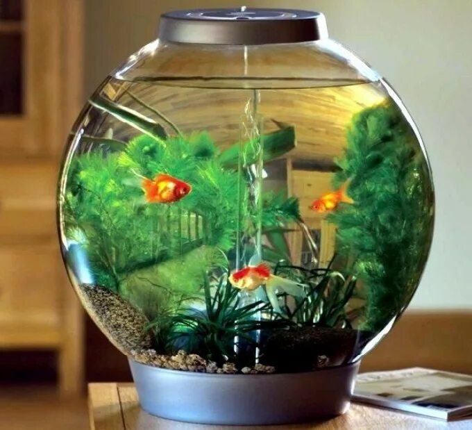 Какие рыбки можно. Круглый аквариум. Рыбки для аквариума. Маленький аквариум. Аквариум маленький круглый.