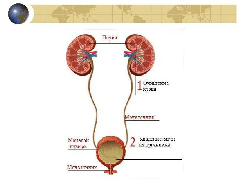 Выделительная система млекопитающих схема. Выделительная система человека мочевой пузырь. Схема почек и мочеточников. Система выделения человека.
