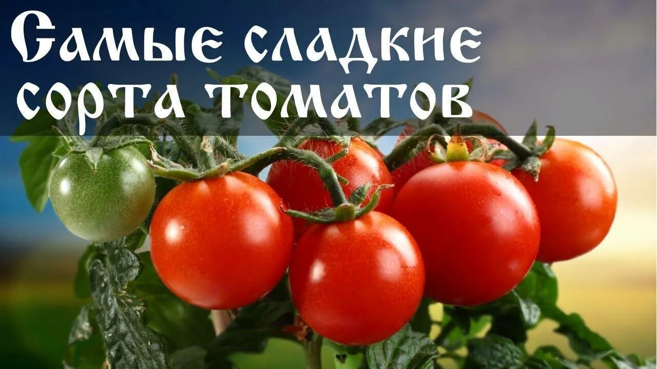 Сорта томатов Сибирь закрытый грунт. Сорт помидор Урожайный. Сладкие сорта томатов. Семена помидор для теплицы. Лучшие сладкие томаты