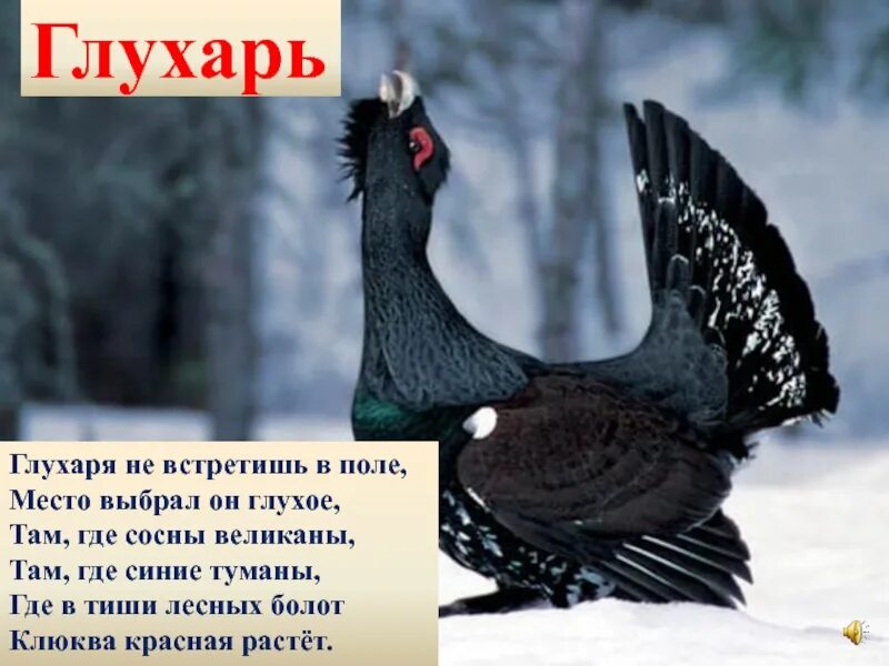 Самка глухаря капалуха. Глухарь книга. Самая большая птица глухарь. Книга глухарь второй раунд. Самая большая птица глухарь.