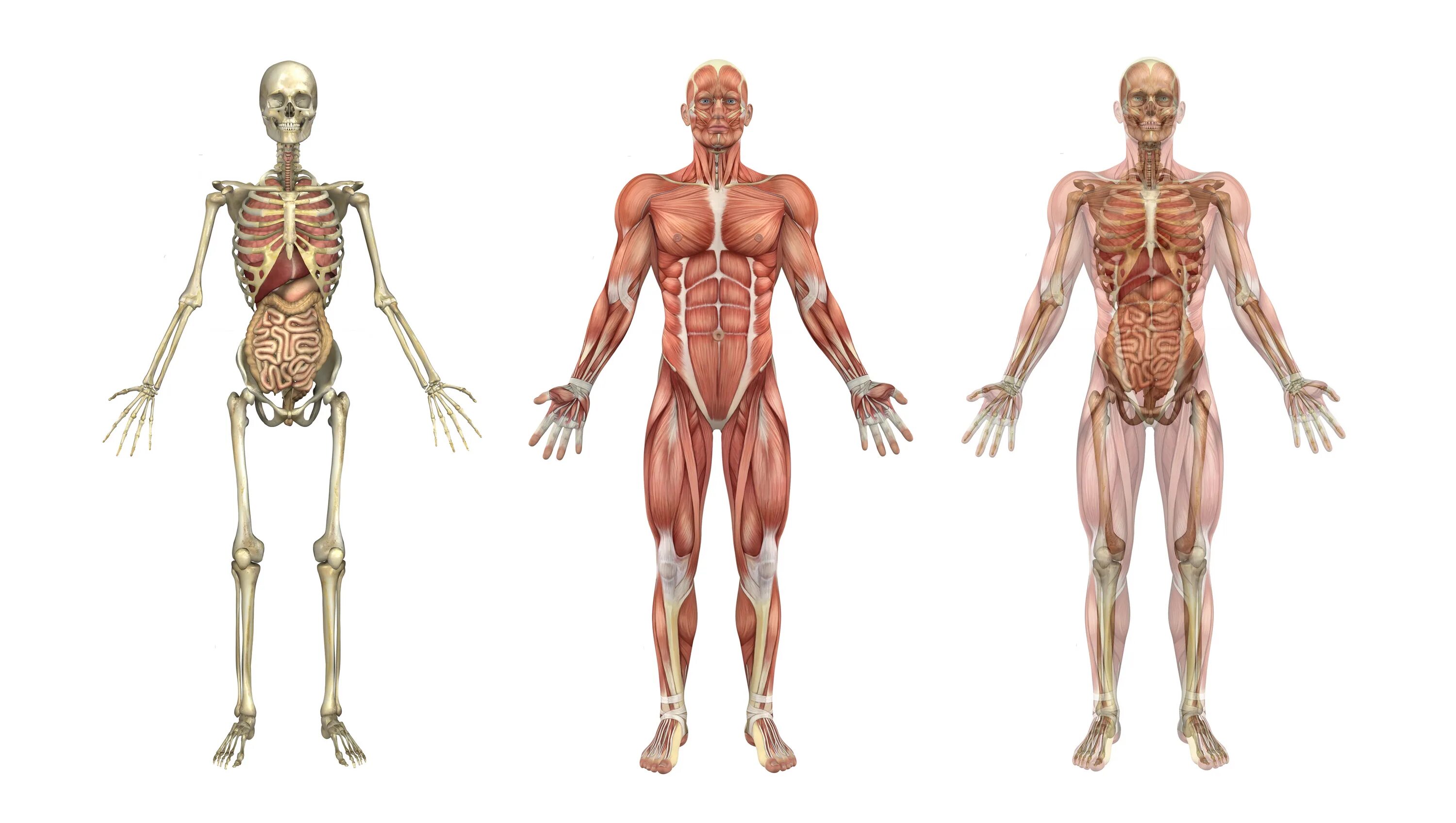 Structured body