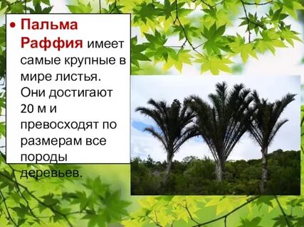 Самые самые в мире листьев