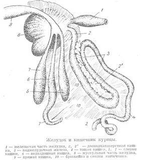 Слепая кишка у птиц