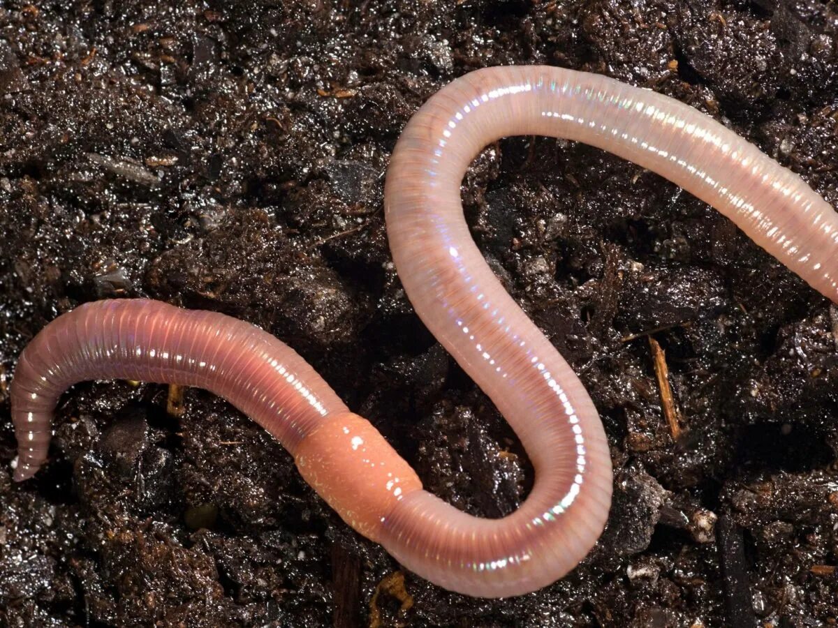 Новые черви. Дождевой выползок дождевой червь. Кольчатые черви. Пашенный червь, Aporrectodea caliginosa.