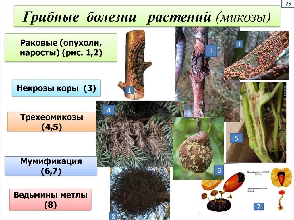 Болезни растений. Грибные болезни растений. Болезни растений вызванные грибами. Грибы вызывают заболевания растений и животных