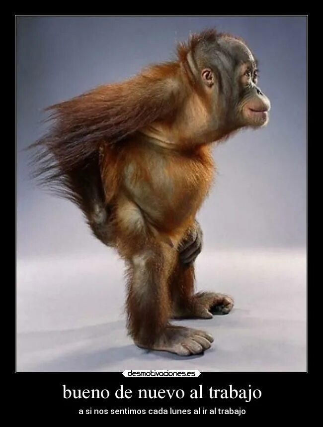 настроение понедельник прикольные. понедельник отдых после выходных вторник. понедельник после выходных. понедельник после работы. понедельник день тяжелый фото.