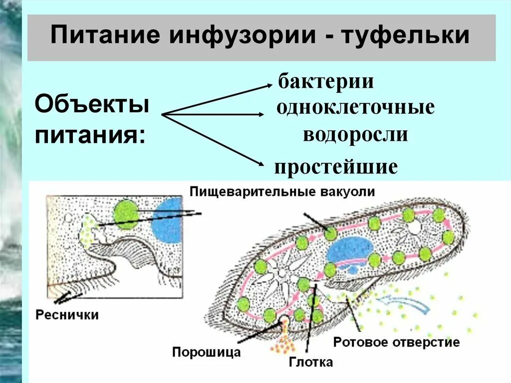 Автотрофные протисты. Питание простейших. Питание простейших организмов. Виды питания простейших. Способы питания простейших.