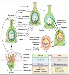 Зародыш семени какой набор хромосом