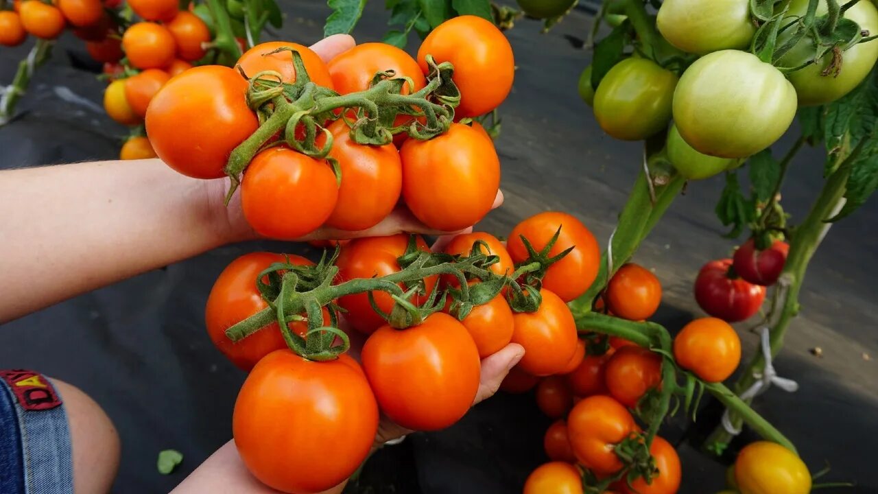 Видео томаты сибирского сада. Видео томаты сибирского сада. Томат алая гроздь. Томат тяжеловес сибири. Томат минусинский безразмерный.