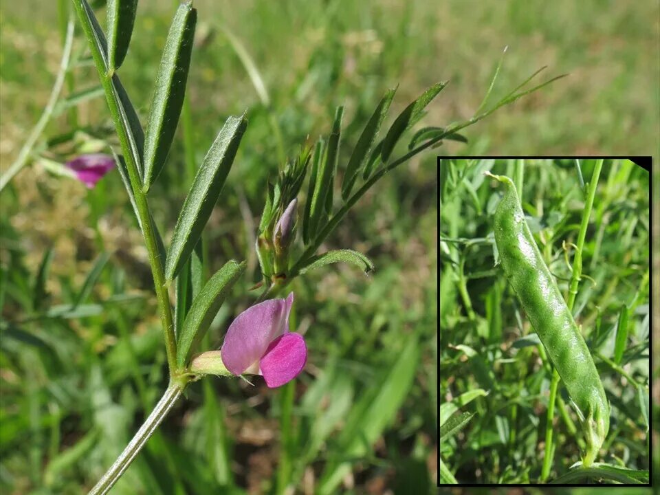 Plant wiki. Вика посевная (Vicia Sativa l.)семя. Вика растение бобовых. Вика сорная трава. Вика сорнополевая.