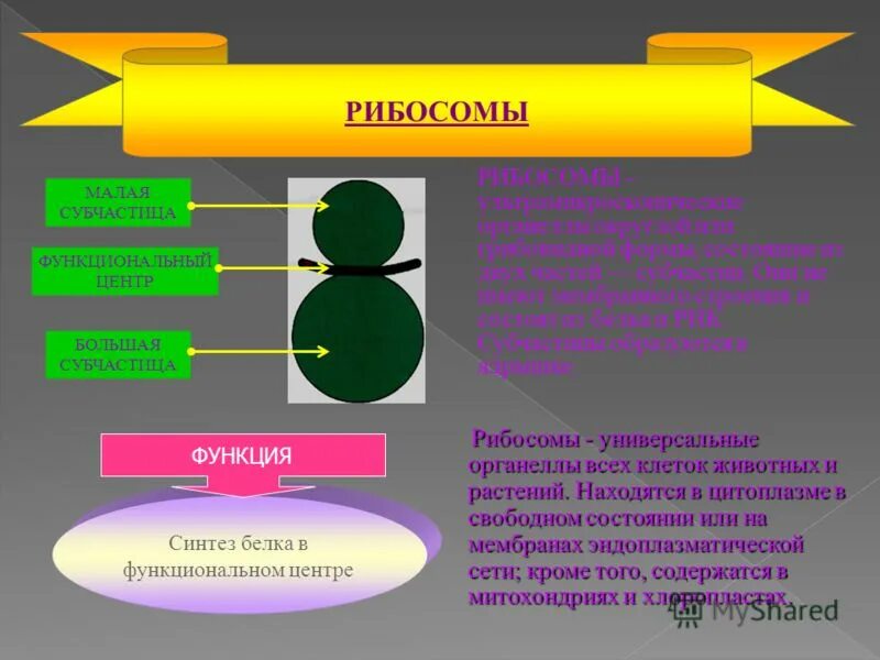 Немембранные органеллы функции. Мембранные и немембранные органоиды клетки. Клеточный центр рибосом. Схема строения рибосомы. Органоиды клетки микротрубочки.