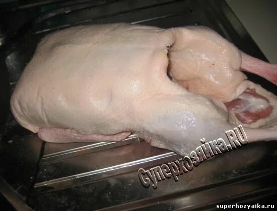 Как удалить железу у утки. Спальная железа у утки. Как удалить железу у утки. Как удалить железу у утки. Как удалить железу у утки.