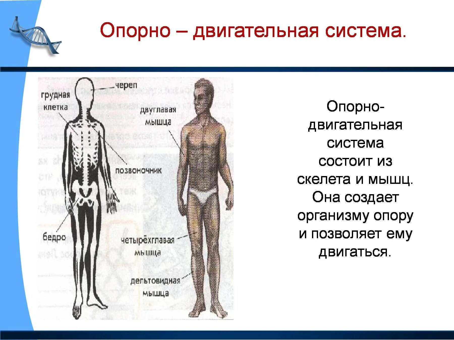 Органы и системы органов человека 3 класс окружающий мир. Организм человека система органов 3 класс окружающий мир. Органы опорно двигательной системы человека 3 класс окружающий мир. Окружающий мир 3 кл органы человека.система органов.