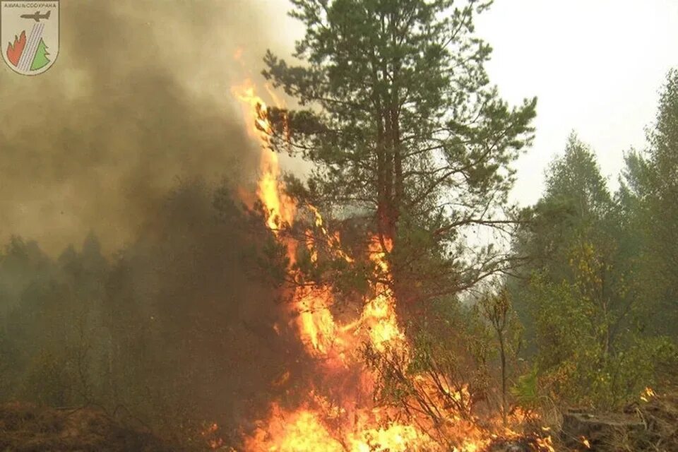 Лесные пожары красноярск. Пожары в Сибири. Лесные пожары на Дальнем востоке. Пожар в Тверской области горел лес. Пожары в Сибири 2019 пострадавшие.