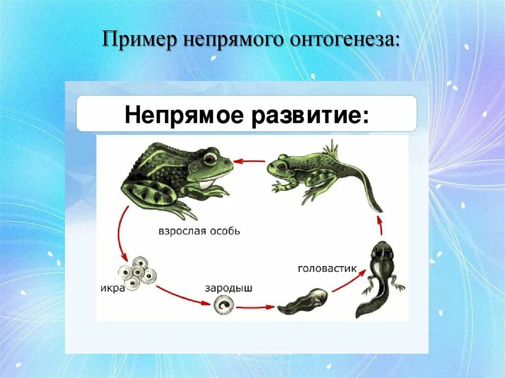 Прямой и непрямой онтогенез. Непрямое развитие онтогенеза. Виды непрямого развития. Онтогенез прямой и непрямой примеры. У рыбы прямое или непрямое развитие