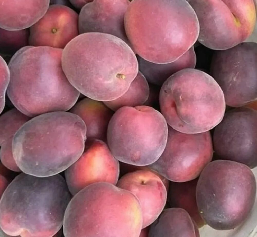 Абрикос принц описание сорта. Шарафуга вельвет санрайз. Черный бархат абрикос алыча. Колоновидный абрикос. Сорт абрикоса черный принц.