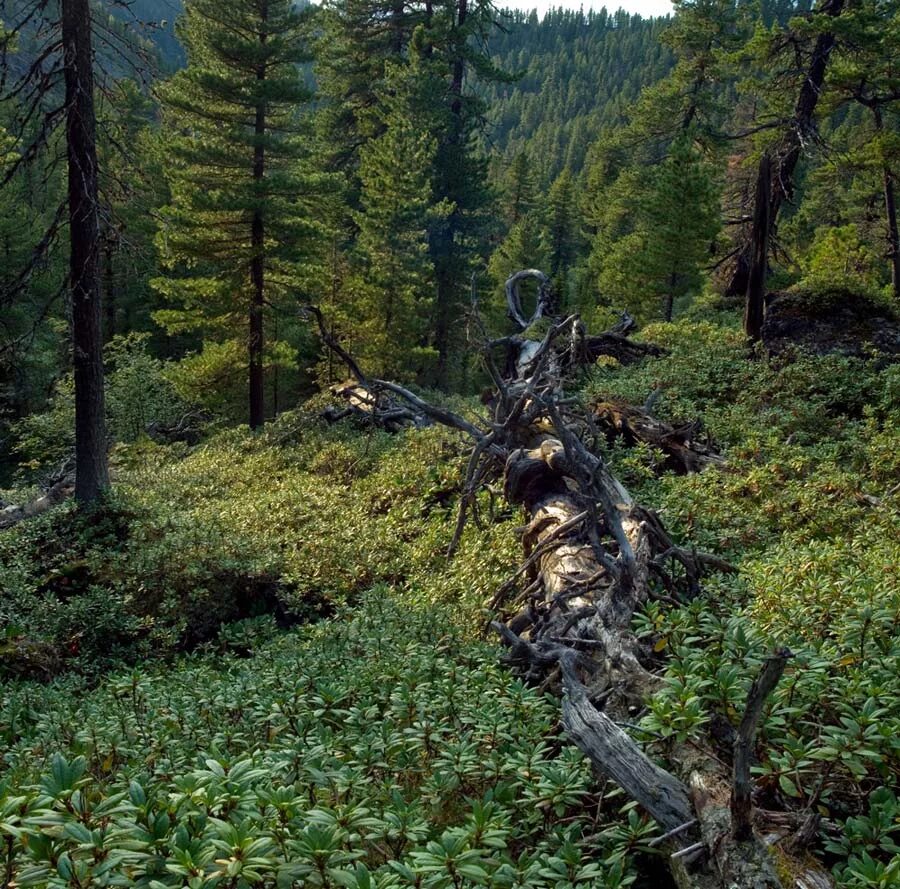 Сибирский лес сибирская тайга летом. Бореальные леса канады. Аляскинская тайга. Природа тайги. Тайга была такой чистой.