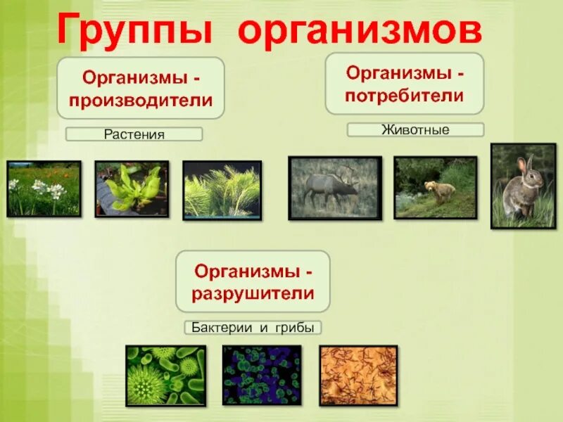 Производители органического вещества в еловом лесу. Группа организмов производители. Организмы производители примеры. Группы организмов производители потребители Разрушители. Организмы производители и потребители.