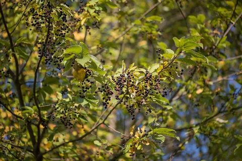 Bird cherry
