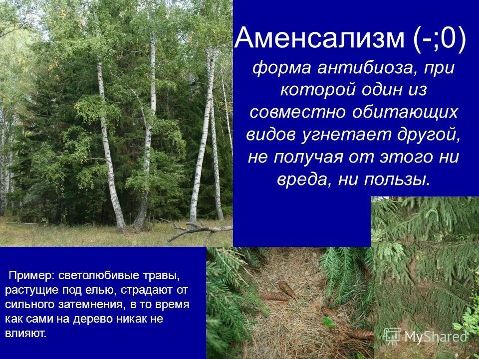 пихта лесная. карельский лес, сосновый и еловый бор. трава растущая под елью. лесная поляна. хвойный папоротник.