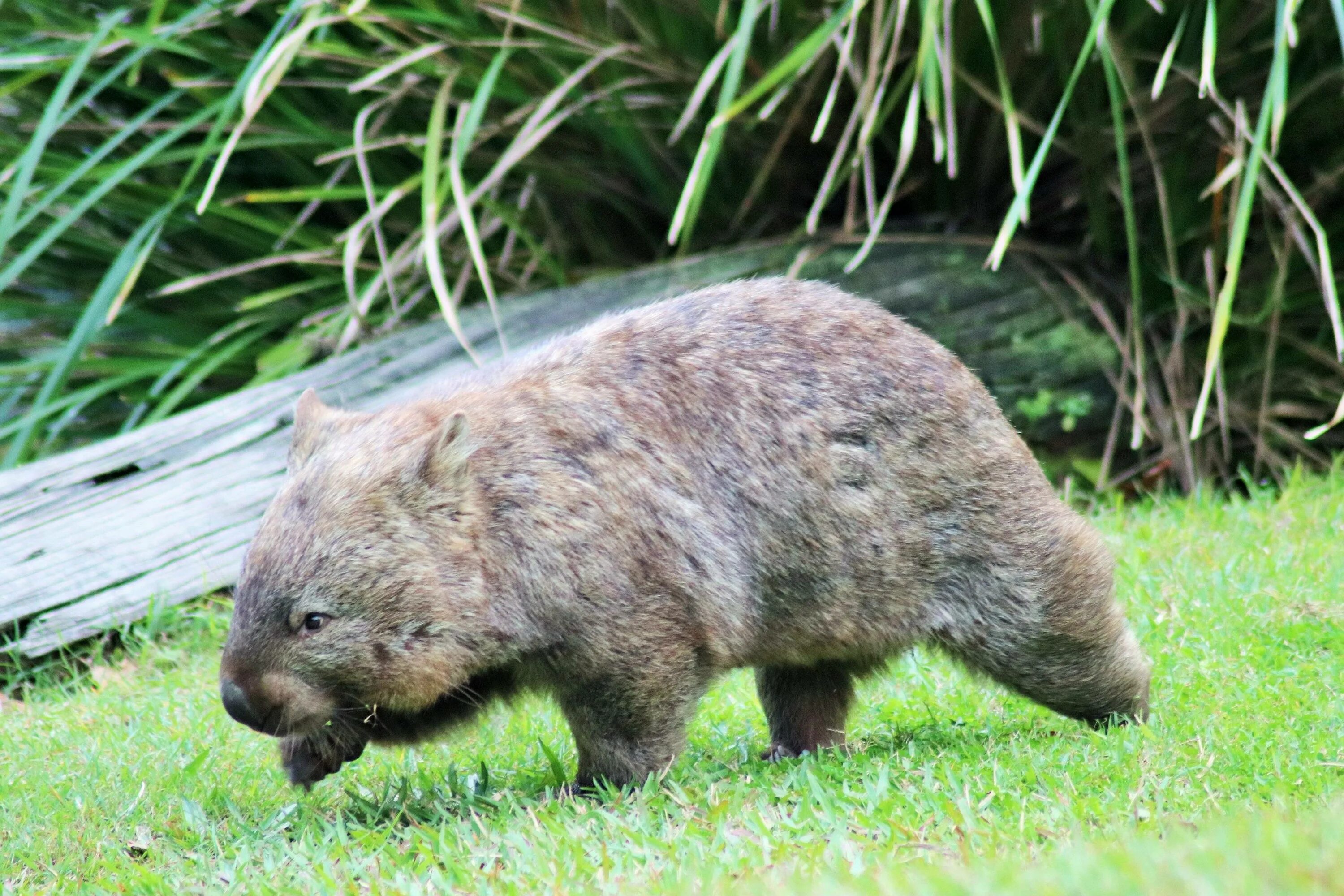 Wombat перевод. Тасманийский вомбат. Вомбат в Австралии. Длинношёрстные вомбаты. Эндемики Австралии вомбат.