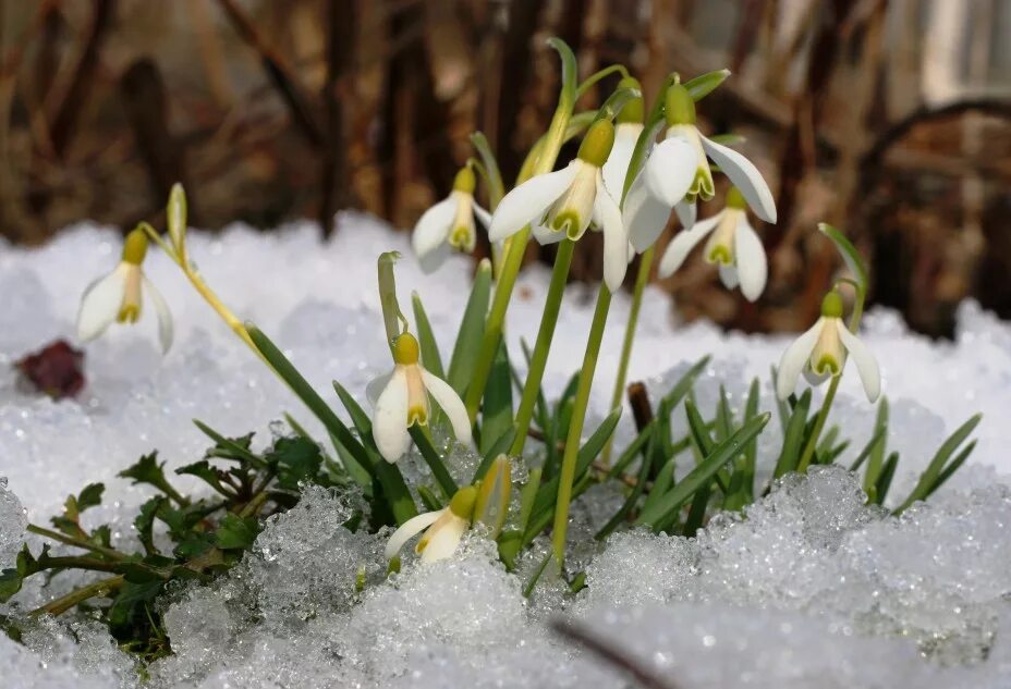 Первоцветы пролеска снег. Луковичные первоцветы хионодокса. Самые первые цветы после зимы