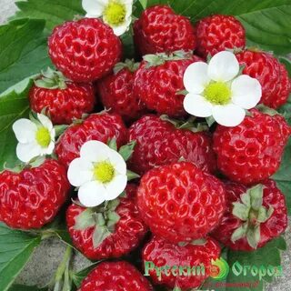 Земляника со вкусом
