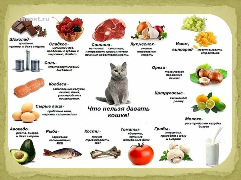 Можно давать печень кошке. Продукты питания для кошки. Что нельзя есть кошкам. Необходимые продукты для кошки. Что можно есть кошкам.