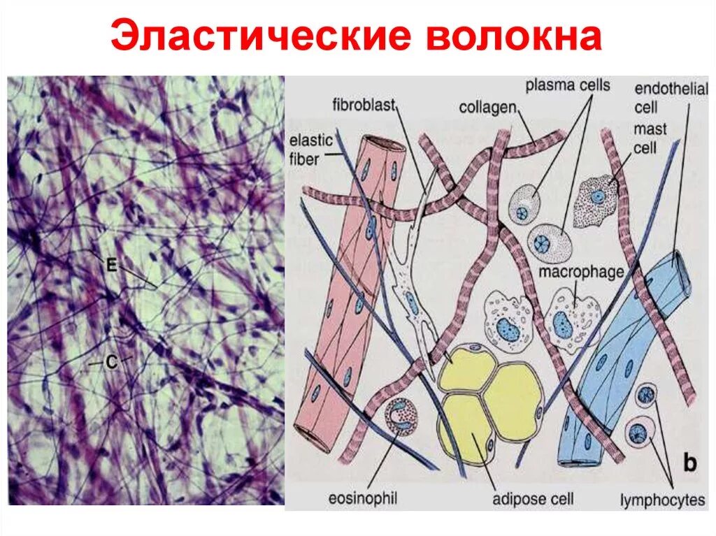 Новый коллаген. Коллаген эластин фибробласты. Соединительная ткань коллаген и эластин. Коллагеновые волокна соединительной ткани. Рыхлая волокнистая соединительная ткань.