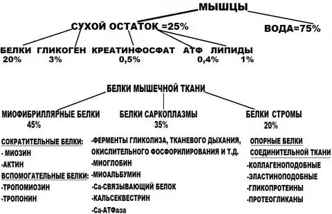 Состав мышечной ткани