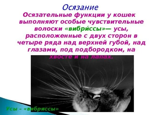 Делаем кошке усы. Усы кошки. вибриссы у кошек. зачем кошке усы. вибриссы у кошек где.