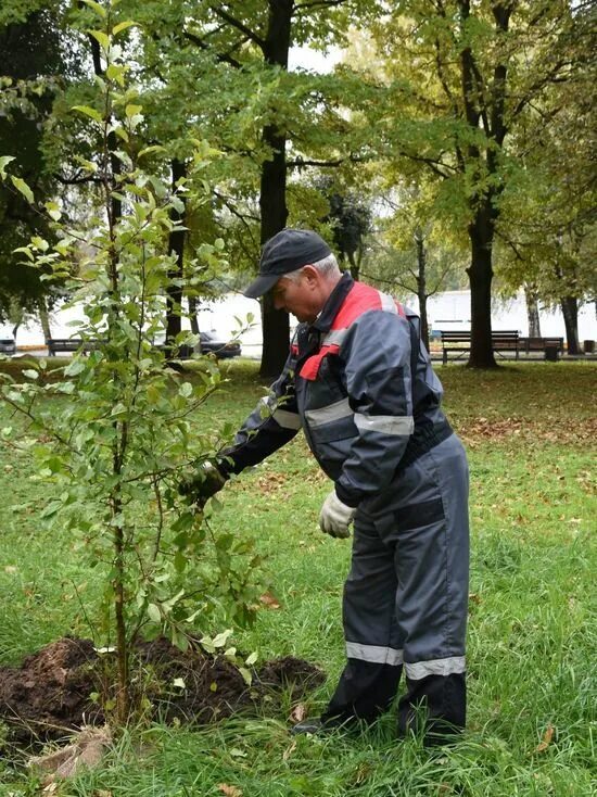 Началась осенняя посадка деревьев ребята. Зеленые насаждения. посадка деревьев. высадка зеленых насаждений. деревья для городского озеленения.