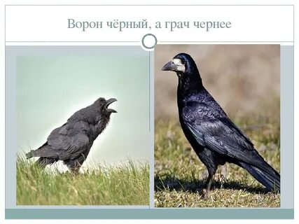 Чему ворон и ворона похожи
