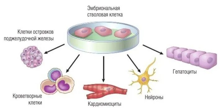 Эмбриональная стволовая клетка. Фетальные стволовые клетки. Эмбриональные стволовые клетки человека. Открытие эмбриональных стволовых клеток 1998.