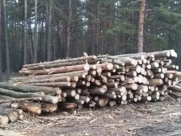 Сухостой на дрова без разрешения можно. Сухостой сосна. дрова сухостой. сухостой валежник. дрова сосна сухостой.