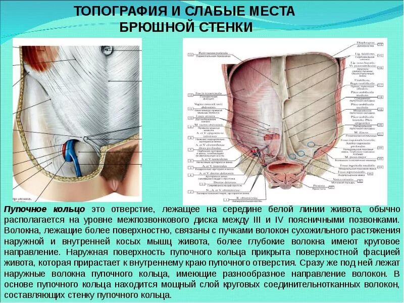 Пупочное кольцо анатомия строение. Мышцы передней брюшной стенки анатомия. Белая линия пупочное кольцо. Белая линия пупочное кольцо. Белая линия пупочное кольцо.