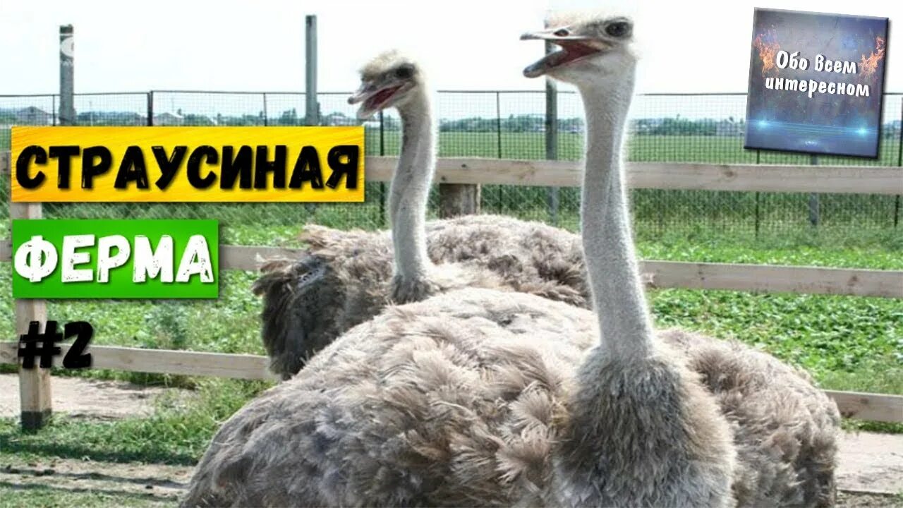 Страусиная ферма карта. Страусиная ферма мелитополь. страусиная ферма мелитополь карта. страус - юг мелитополь. зоопарк страусиная ферма.