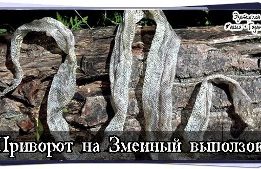 Змеиный выползок в магии. Заговор от змей. Змеиный заговор что это. Заговор на змеиную кожу. В змеиной шкуре 4 часть