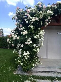 Плетистая эльф