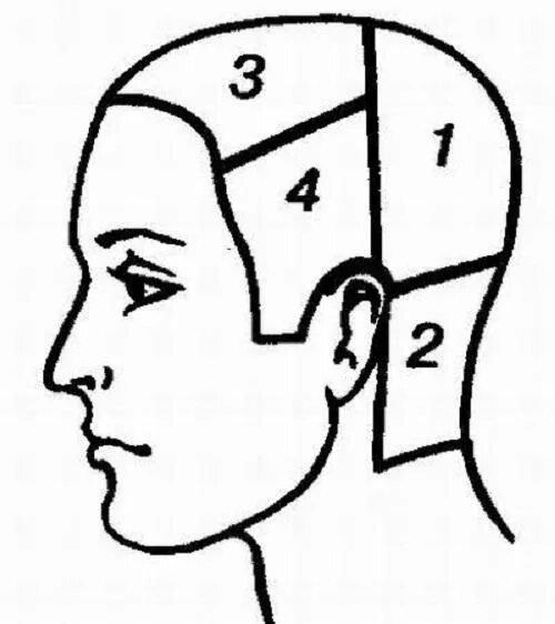 Затылок схема. Деление волосяного Покрова головы на зоны и проборы. Зоны и проборы головы для парикмахеров. Височно теменная зона головы. Деление на проборы головы для парикмахеров.