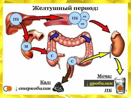 Пигментный обмен в печени
