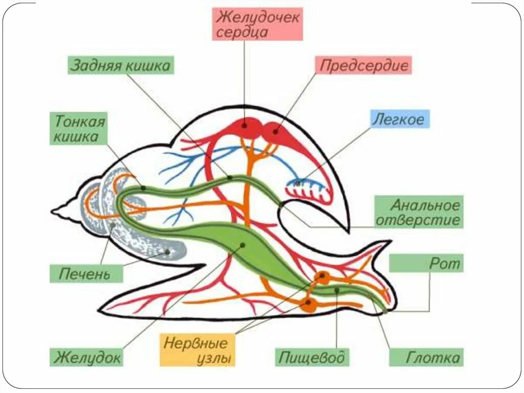 Органы строения моллюска. Схема систем органов моллюска. Пищеварительная система брюхоногих моллюсков схема. Схема внутреннего строения моллюска. Пищеварительная система двустворчатых.