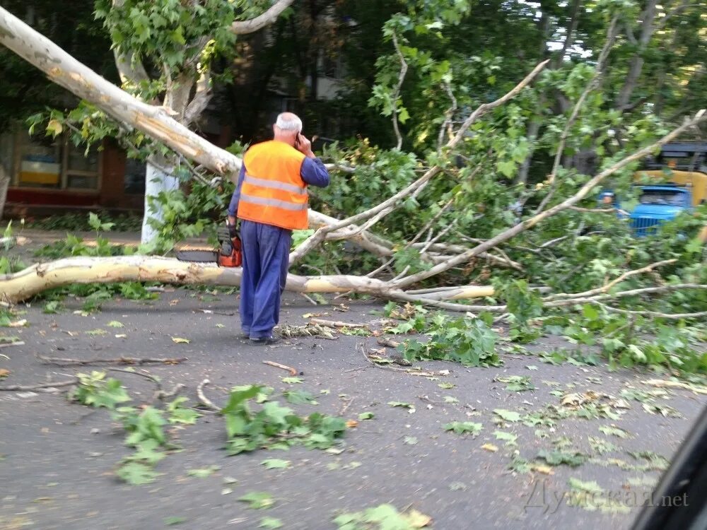 Керри скарбакка. Керри скарбакка. Мальчик на дереве. Человек падает с дерева. Мальчишки лазают по деревьям.