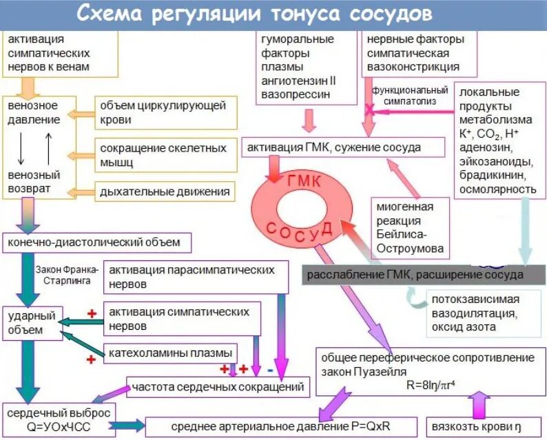 Изменение тонуса сосудов. Механизмы регуляции тонуса сосудов. Схема регуляции артериального давления. Регуляция сосудистого тонуса физиология схема. Механизмы формирования давления крови.