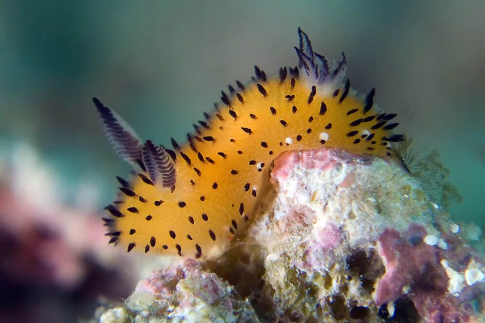 Голожаберный моллюск Jorunna Parva. СЛИЗЕНЬ Jorunna Parva. Морской СЛИЗНЯК Jorunna. Морские слизни морской кролик. Морской кролик домашний