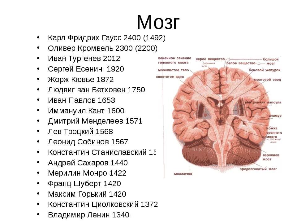 Мозги тургенева. Тургенев мозг. мозг гаусса. тургенев мозг самый большой. мозг тургенева весил.