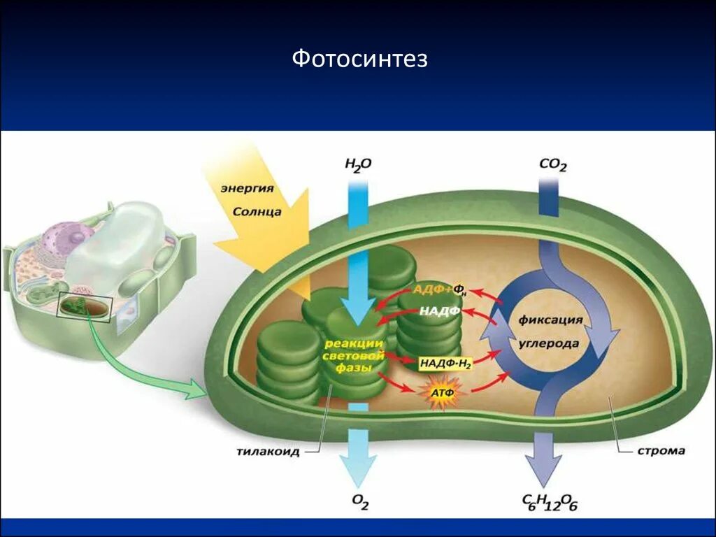 Процессы в хлоропластах. Хлоропласт участвует в фотосинтезе. Строение хлоропласта фотосинтез. Хлоропласты их роль в фотосинтезе. Хлоропласт участвует в фотосинтезе.