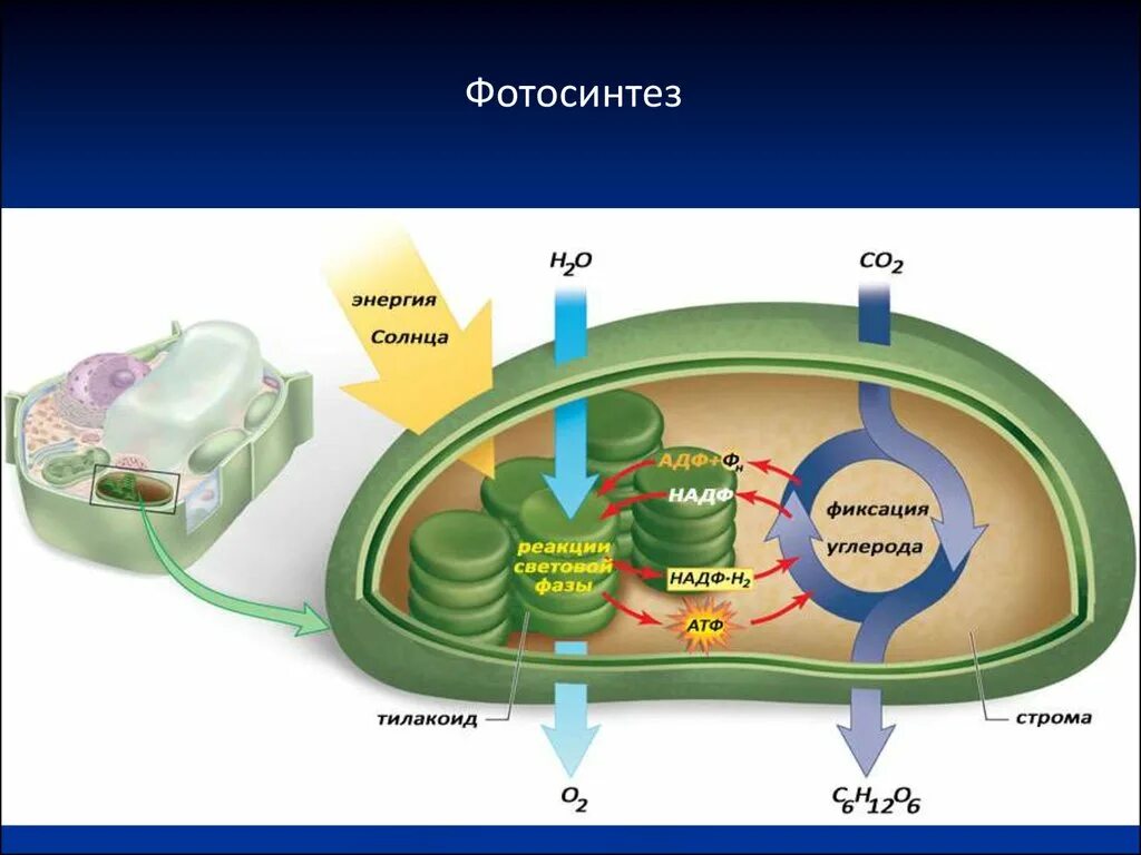 Строма хлоропласта фотосинтез. Фотосинтез строение Строма хлоропласта. Фотосинтез в хлоропластах. Схема фотосинтеза в хлоропласте.