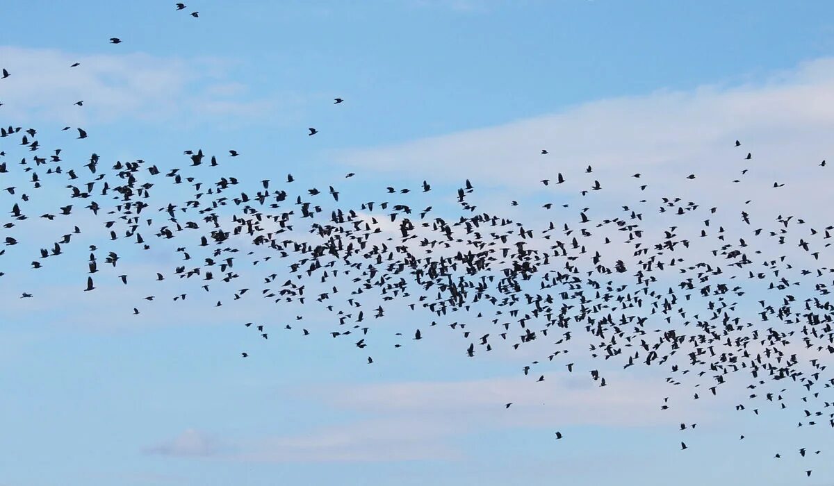 Миграция птиц из космоса. Стая птиц мистика. Dataset птиц. Ascension flock of Birds. Системы.