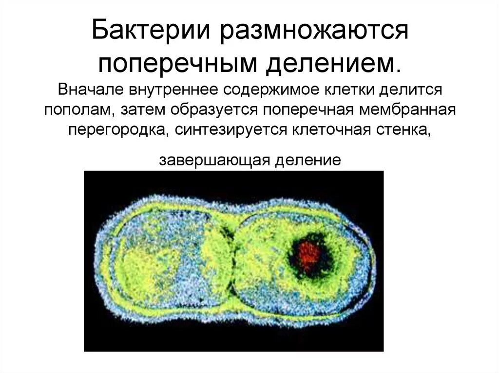 Деление клетки пополам. Бинарное деление бактерий схема. Микроорганизмы размножающиеся поперечным делением. Внутриклеточное размножение бактерий. Поперечное и продольное деление клетки.